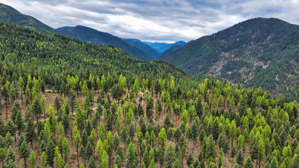 TBD Cold Creek Road, St Regis, MT 59866 photo 4