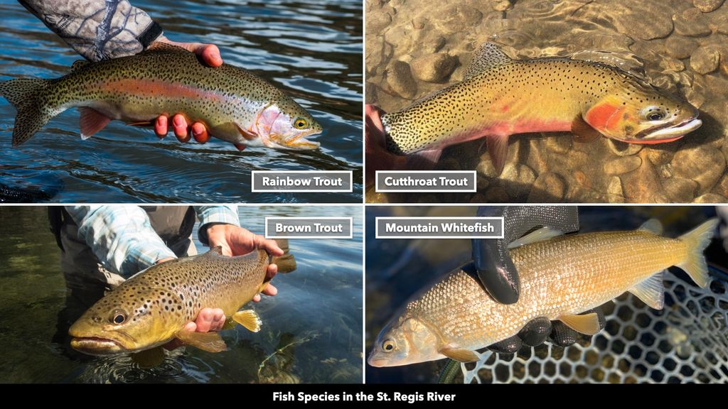 TBD Cold Creek Road, St Regis, MT 59866 photo 8