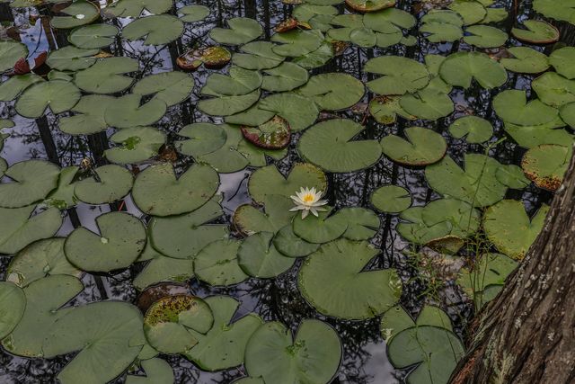 74 Cypress Drive, Santa Rosa Beach, FL 32459