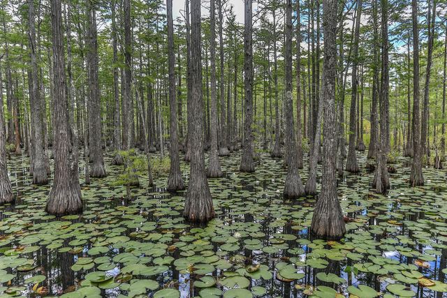 74 Cypress Drive, Santa Rosa Beach, FL 32459