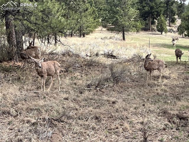 1234 Edelweiss Drive, Westcliffe, CO 81252