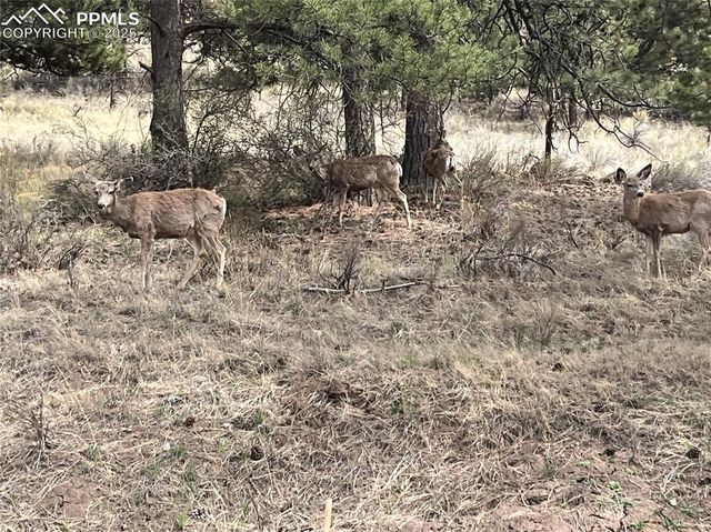 1234 Edelweiss Drive, Westcliffe, CO 81252