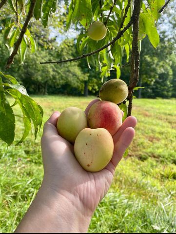 345 Fairview Road, Columbia, KY 42728