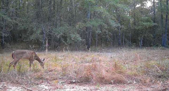 1653 Private Road 8160, Lovelady, TX 75851