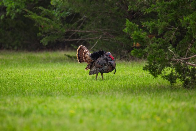 5531 NE County Road 3130, Kerens, TX 75144