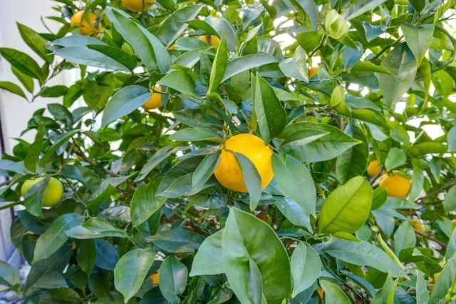 970 Idyllwild Way, San Marcos, CA 92078