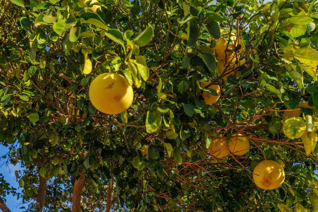 1669 Hoonanea St, Kihei, HI 96753