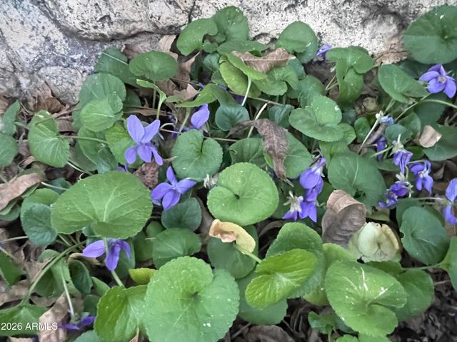 547 N MONTEZUMA CASTLE Highway, Camp Verde, AZ 86322