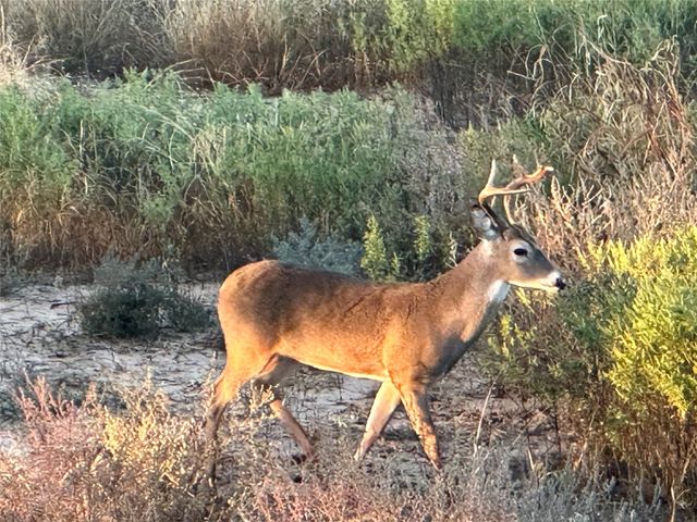 251 FM 1646, Aspermont, TX 79502