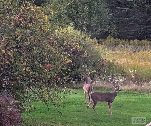 6395 E Beaverton Road, Clare, MI 48617