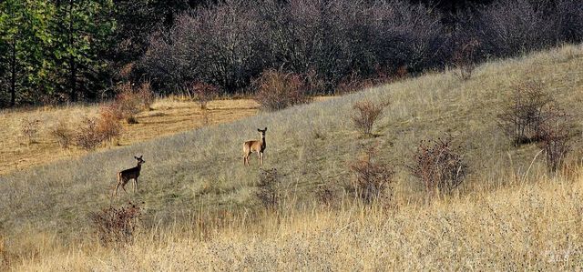 TBD Dent Bridge Rd, Orofino, ID 83544