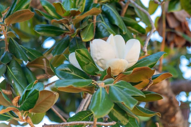 1322 Loma De Paz, Escondido, CA 92027