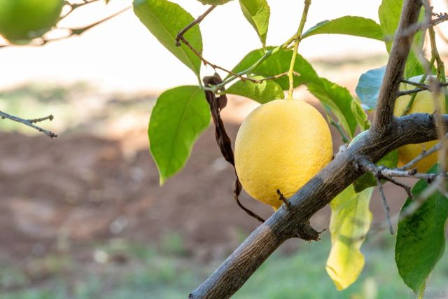 1322 Loma De Paz, Escondido, CA 92027