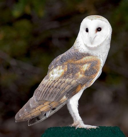 87 N Frontage Road, Edgewood, NM 87015