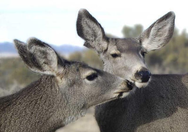 87 N Frontage Road, Edgewood, NM 87015