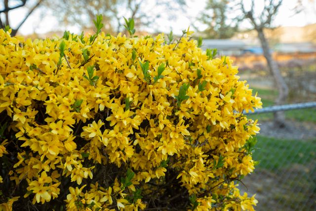 22 SW Elm Street, Grants Pass, OR 97526