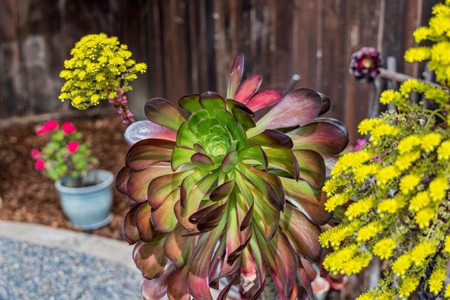 237 Harding Avenue, Los Gatos, CA 95030