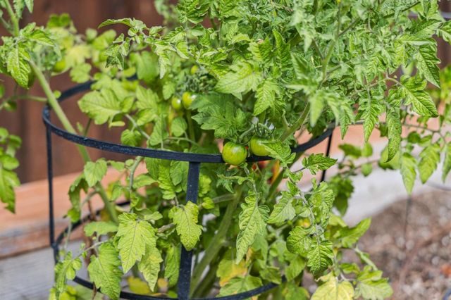 237 Harding Avenue, Los Gatos, CA 95030