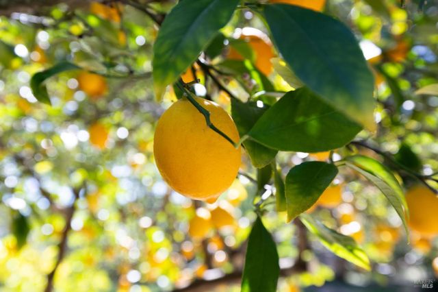 3320 Redwood Rd, Napa, CA 94558