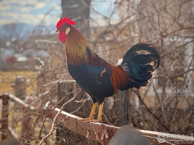 6724 McCall Drive, Longmont, CO 80503