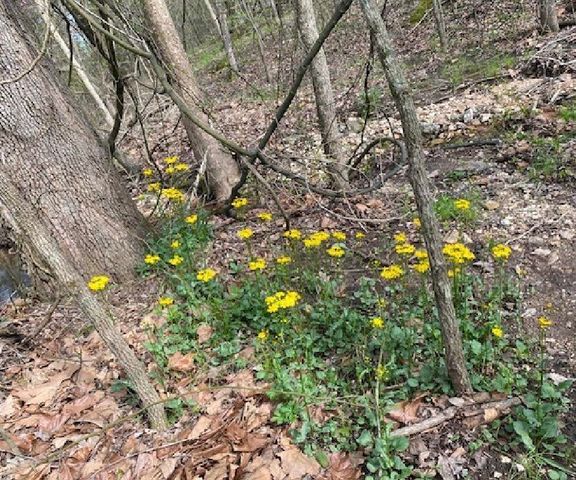 479 Split Rail Pass Lt. 2, Branson West, MO 65737