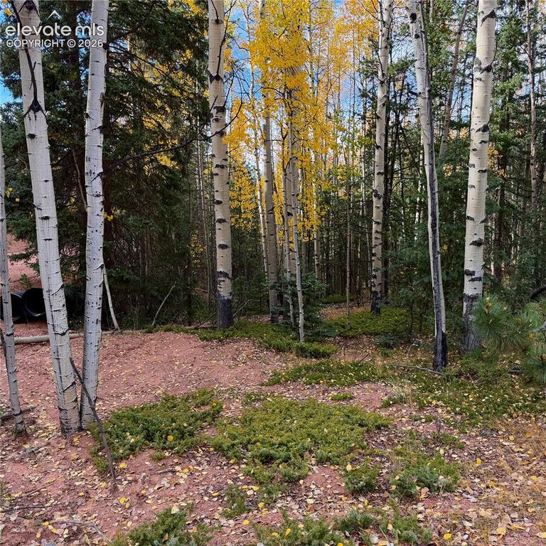 1341 Calcite Drive, Divide, CO 80814 — photo 2