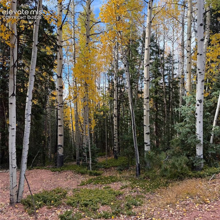 1341 Calcite Drive, Divide, CO 80814 — photo 3