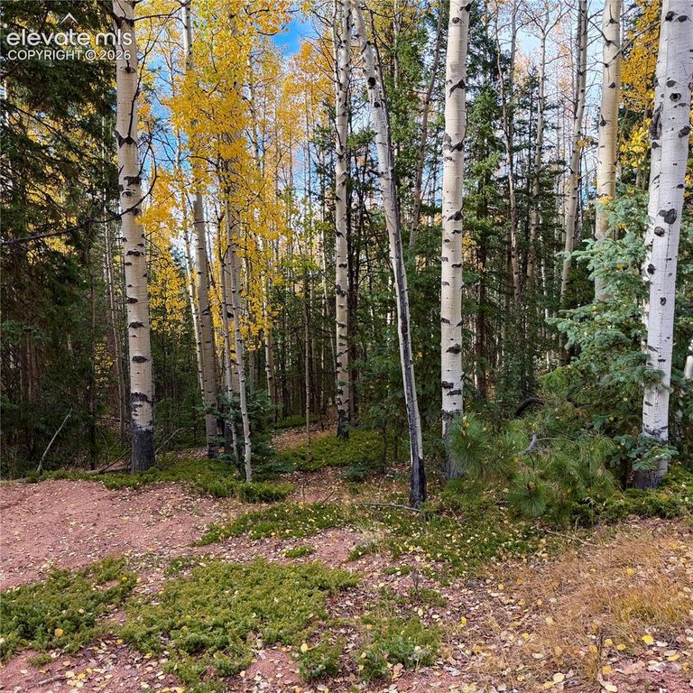 1341 Calcite Drive, Divide, CO 80814 — photo 4