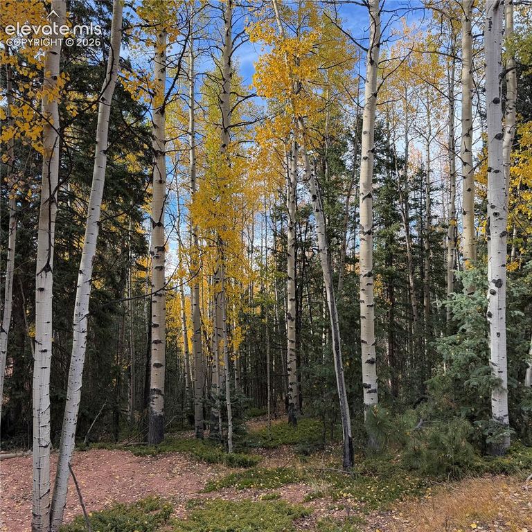 1341 Calcite Drive, Divide, CO 80814 — photo 5