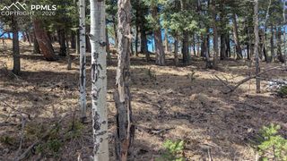 924 Will Scarlet Drive, Divide, CO 80814