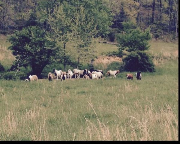 2047 Buffalo Rd, Hohenwald, TN 38462