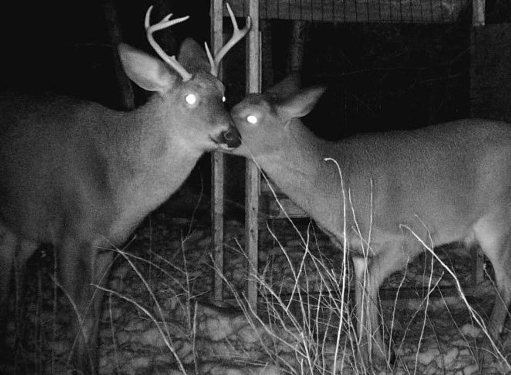 Image 63 of property listing at 14780 Gesch Rd, San Angelo, TX 76905