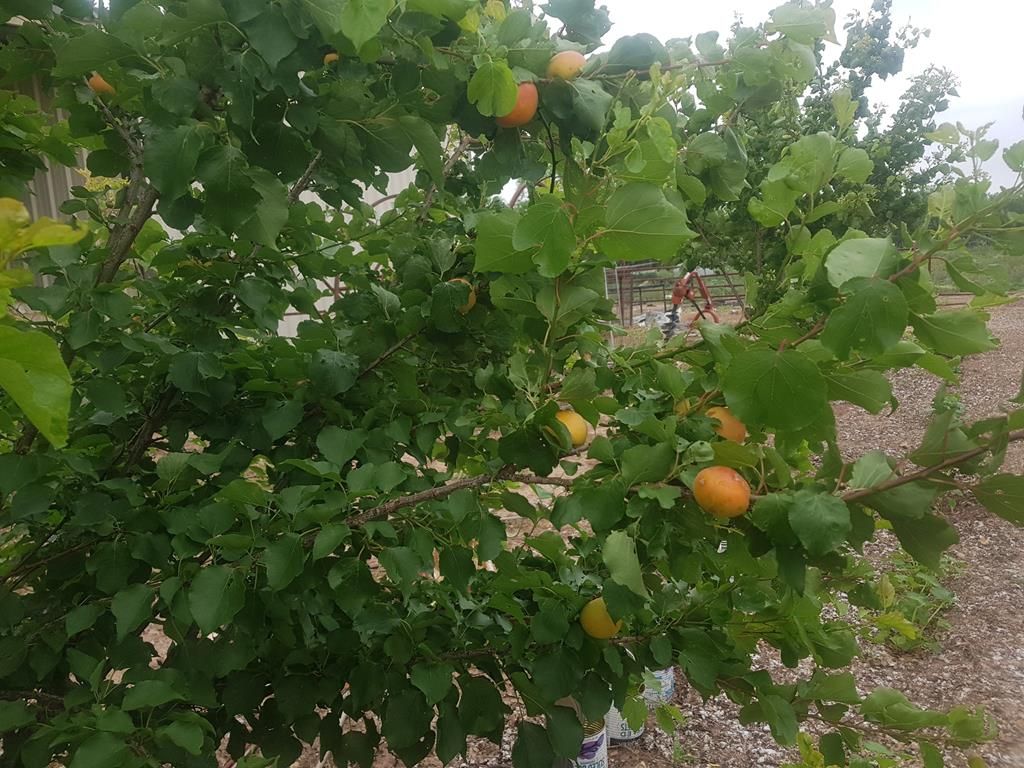 Image 65 of property listing at 14780 Gesch Rd, San Angelo, TX 76905