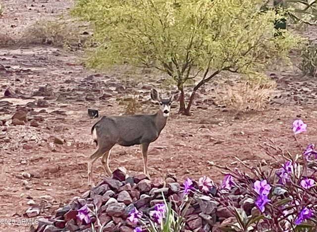 2049 E GAFFNEY Road, New River, AZ 85087