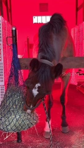 20462 SW 36TH STREET, Dunnellon, FL 34431