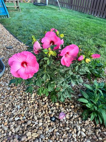 1419 N Rich Hill Circle, Nixa, MO 65714