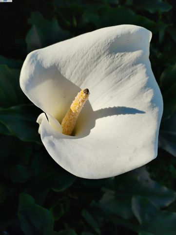 2621 66th Avenue, Oakland, CA 94605