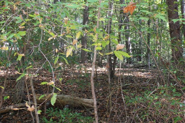 LOT 546 North Satsuma Court, Ellijay, GA 30540