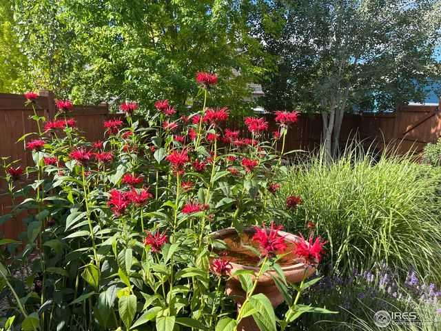 1503 Hollyberry St, Berthoud, CO 80513