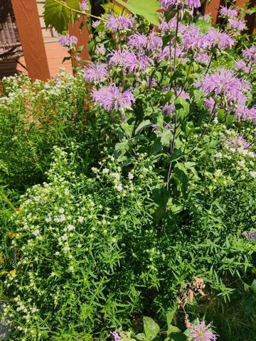 714 6th STREET S, La Crosse, WI 54601