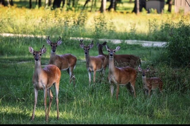 Lot 119 Miller Drive, Cleveland, TX 77327