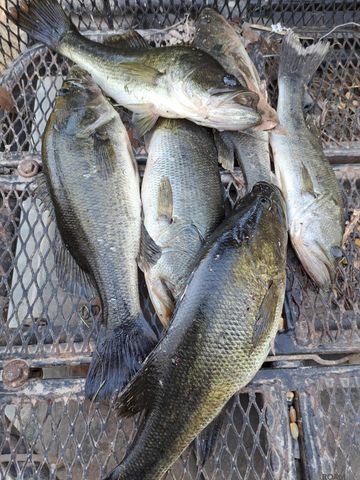 7474 Lemon Rd, Slaughter, LA 70777