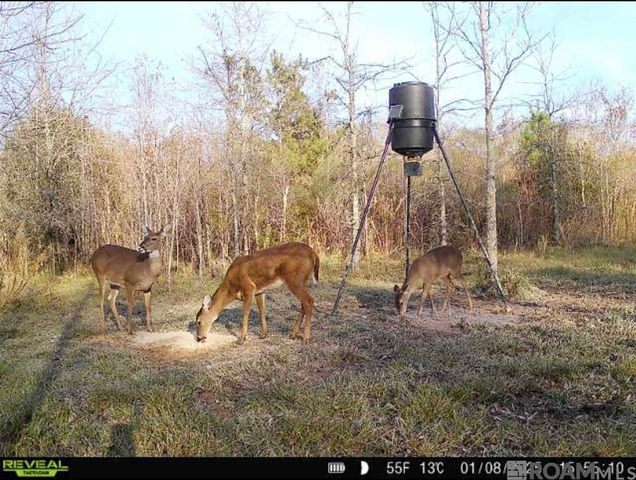 7474 Lemon Rd, Slaughter, LA 70777