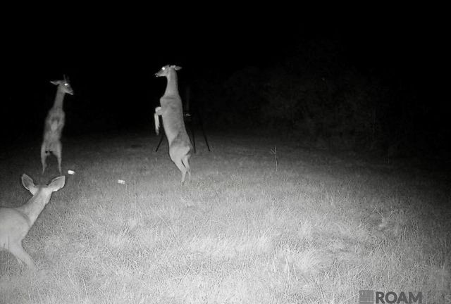 7474 Lemon Rd, Slaughter, LA 70777