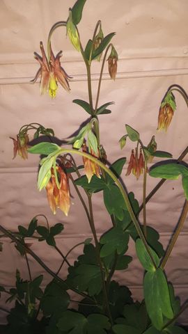 215 Main Street, N Middletown, KY 40357