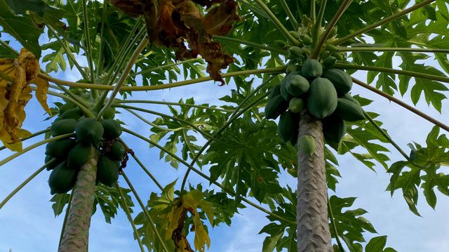 8902 SE Marina Bay Drive, Hobe Sound, FL 33455