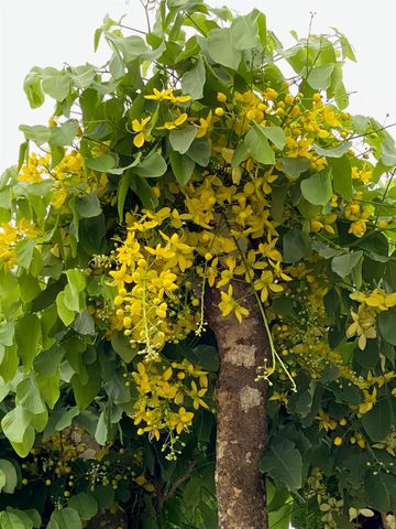 8902 SE Marina Bay Drive, Hobe Sound, FL 33455