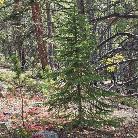 5347 Monitor Lode Claims, Leadville, CO 80461