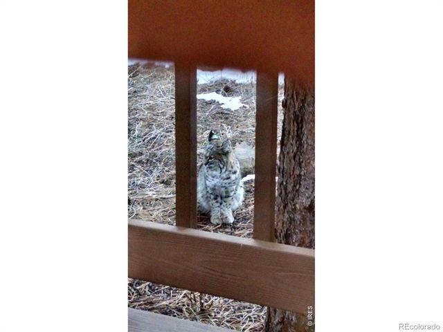 895 Elk Meadow Court, Estes Park, CO 80517