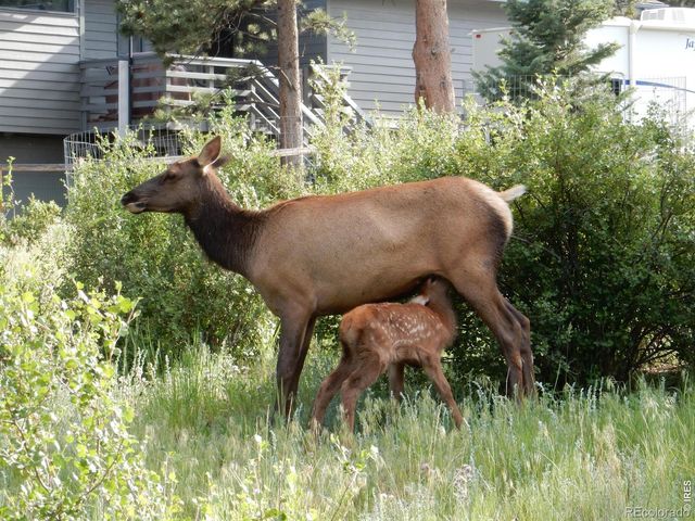895 Elk Meadow Court, Estes Park, CO 80517